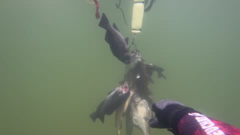 2025 - Spearfishing for Rockfish, Perch, and Lingcod
