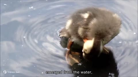 Duckling Day Out