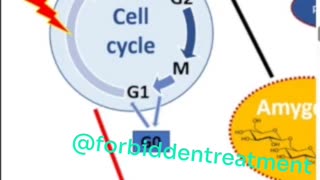 Nitriloside Herbal Compounds and Apoptosis Studies on Amygdalin