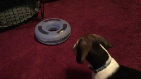 Daisy the Beagle Puppy Discovers the Cat Toy