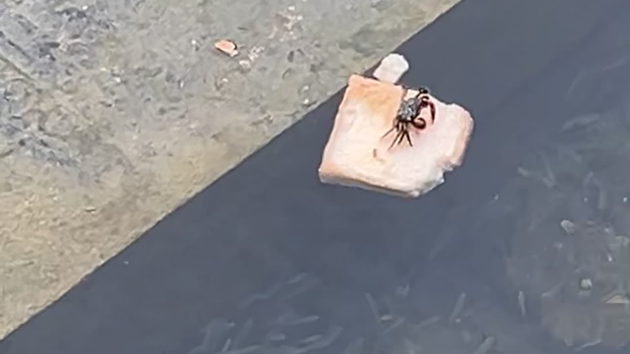 Crab Snacks On Bread Boat