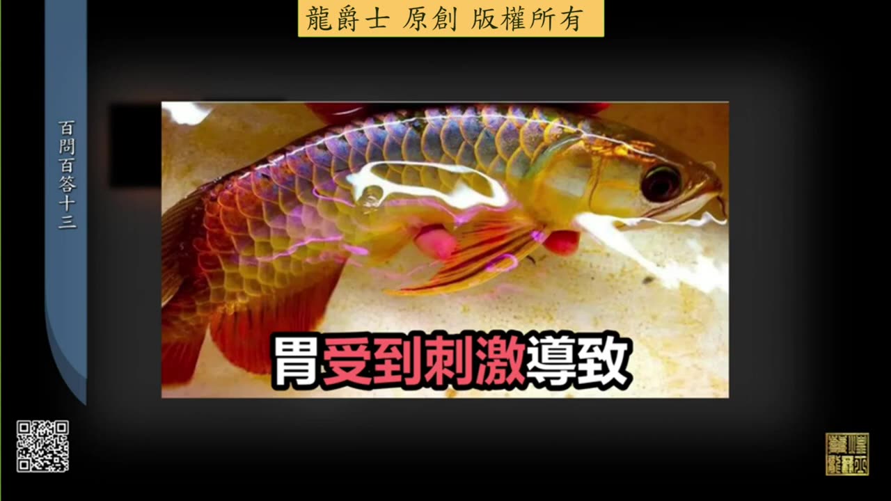 【龍爵士】千問千答 Q131 請問龍魚吐胃袋，會不會怎樣