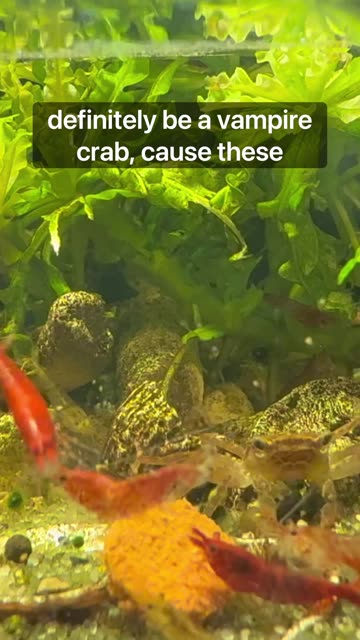 If Mr Crabs Was Real! 🦀 👀