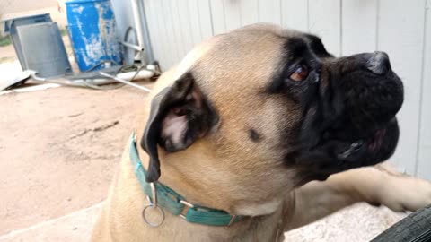 Nova Karl at moms house Carl's very jealous, wants all my time & none for tan chubby Nova20251115980