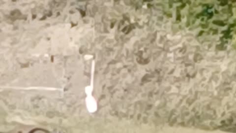 shooting a bowling pin