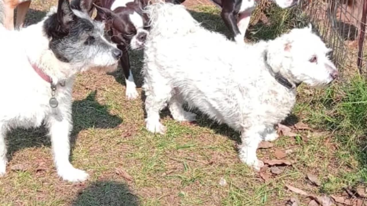 dog day at the hotel