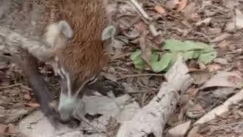 Incredible Sighting! Wild Coati Foraging in Panama 🇵🇦 | Badger (Pizote) in Its Natural Habitat