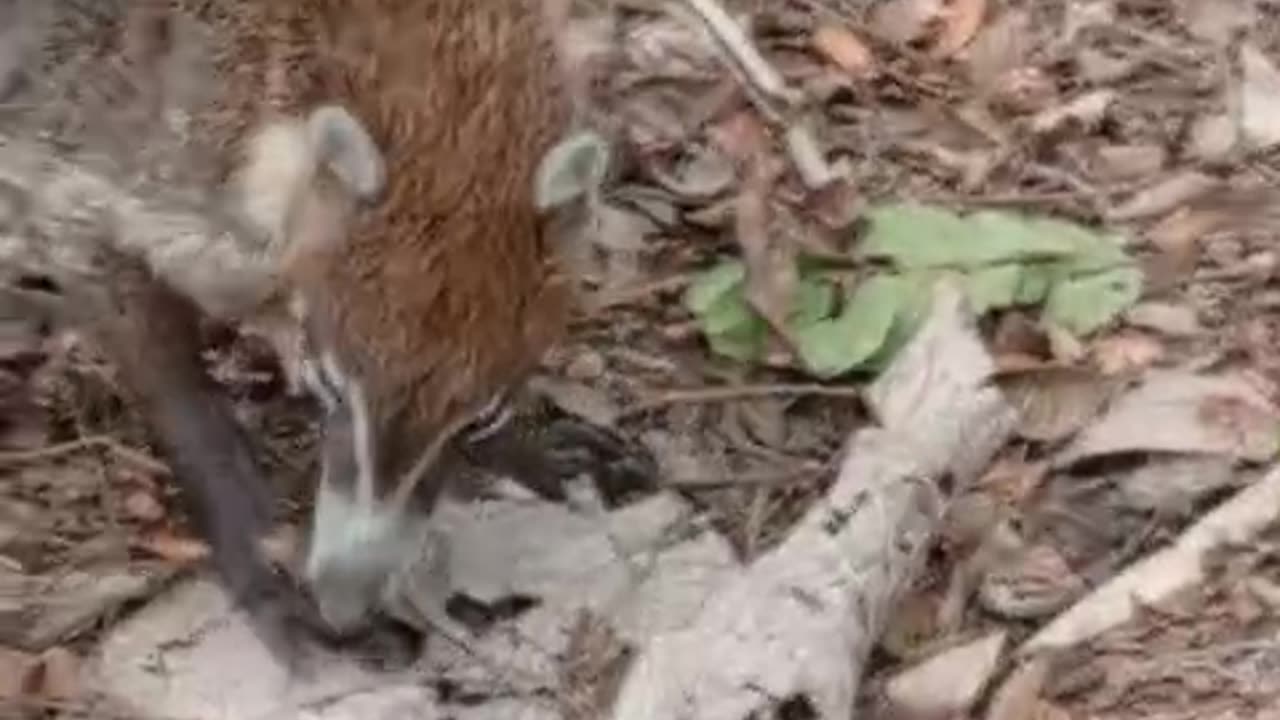 Incredible Sighting! Wild Coati Foraging in Panama 🇵🇦 | Badger (Pizote) in Its Natural Habitat