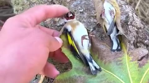 The Goldfinch Returns to Nature 🌿🐦The Goldfinch Returnes to Nature 🌿🐦