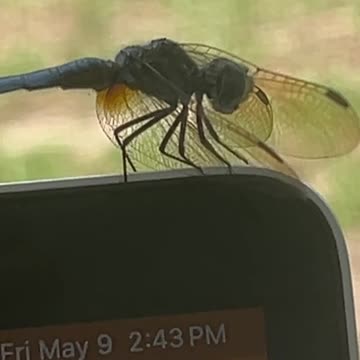 Dragonfly transforms your life