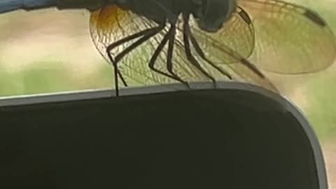 Dragonfly transforms your life