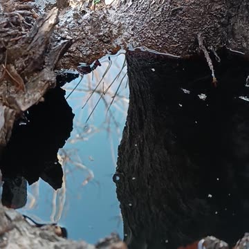Reflection of Life in the Heart of a Tree