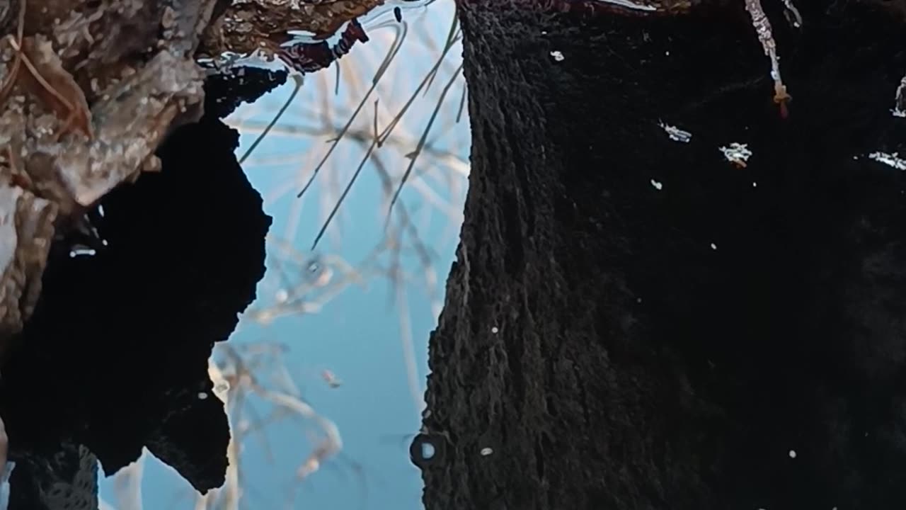 Reflection of Life in the Heart of a Tree