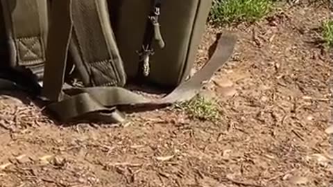 🐛🤯 That Wasn't in the Metamorphosis Steps! | FunFM
