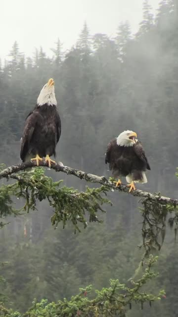 Have you ever heard a bald eagle before