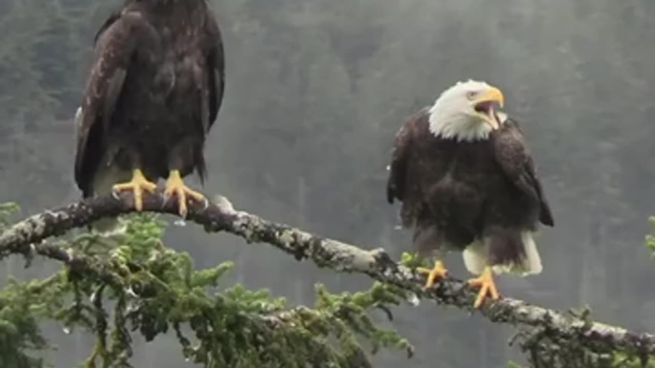 Have you ever heard a bald eagle before