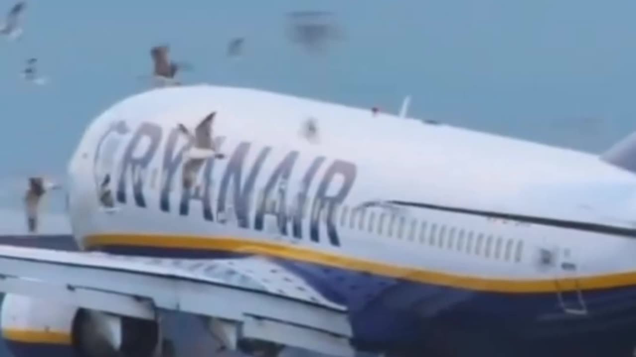 Worst Bird Strike #Landing Ryanair #Aviation #AeroArduino