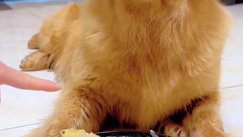 Littels dog's comedy Videos 🤣 so cute videos 😍 funny videos 🤣