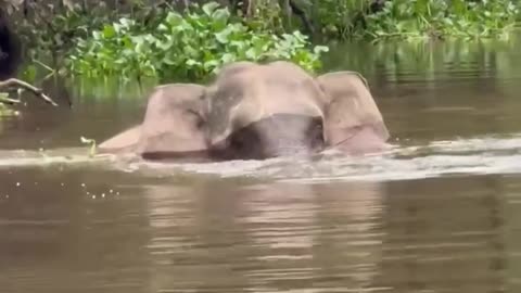 Huge crocodile attacks an elephant