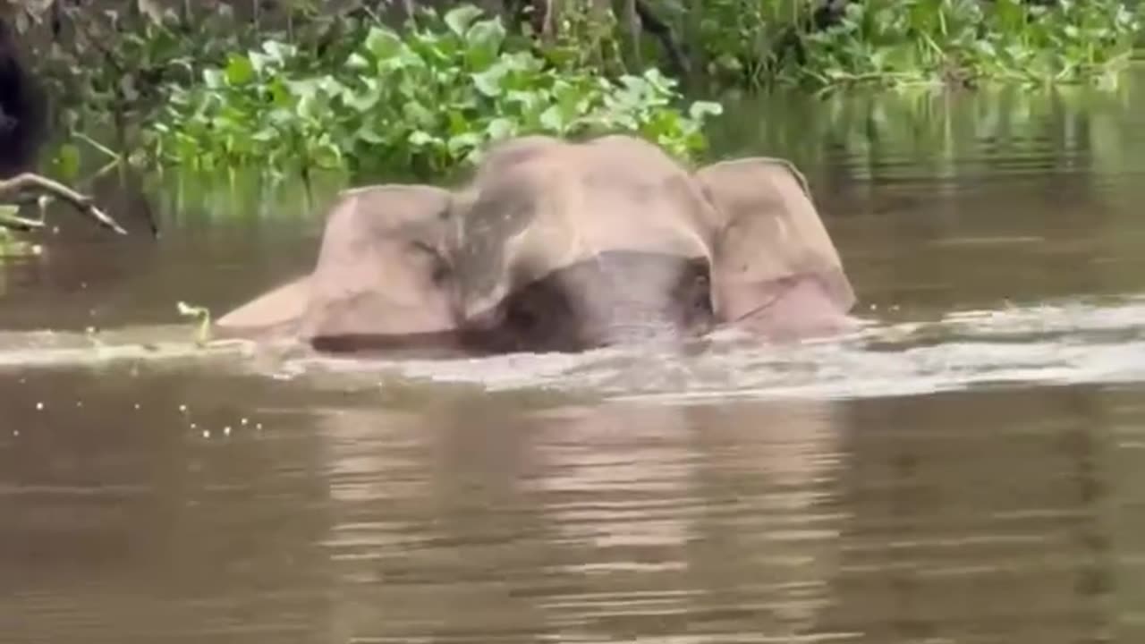 Huge crocodile attacks an elephant