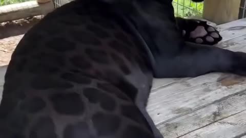 🤯🎨 Watch The Black Jaguar Get An Insane Pattern! | FeedMyCuriosity