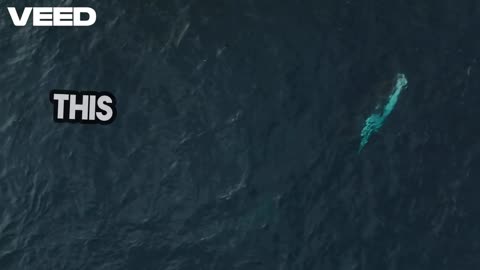 What If Ariel Was A Siren?