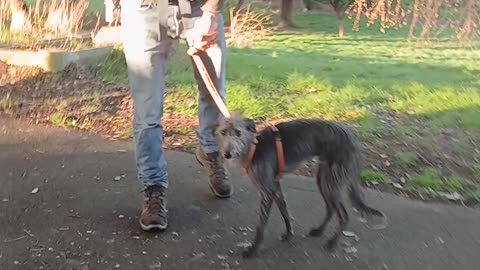 Dog eaters again