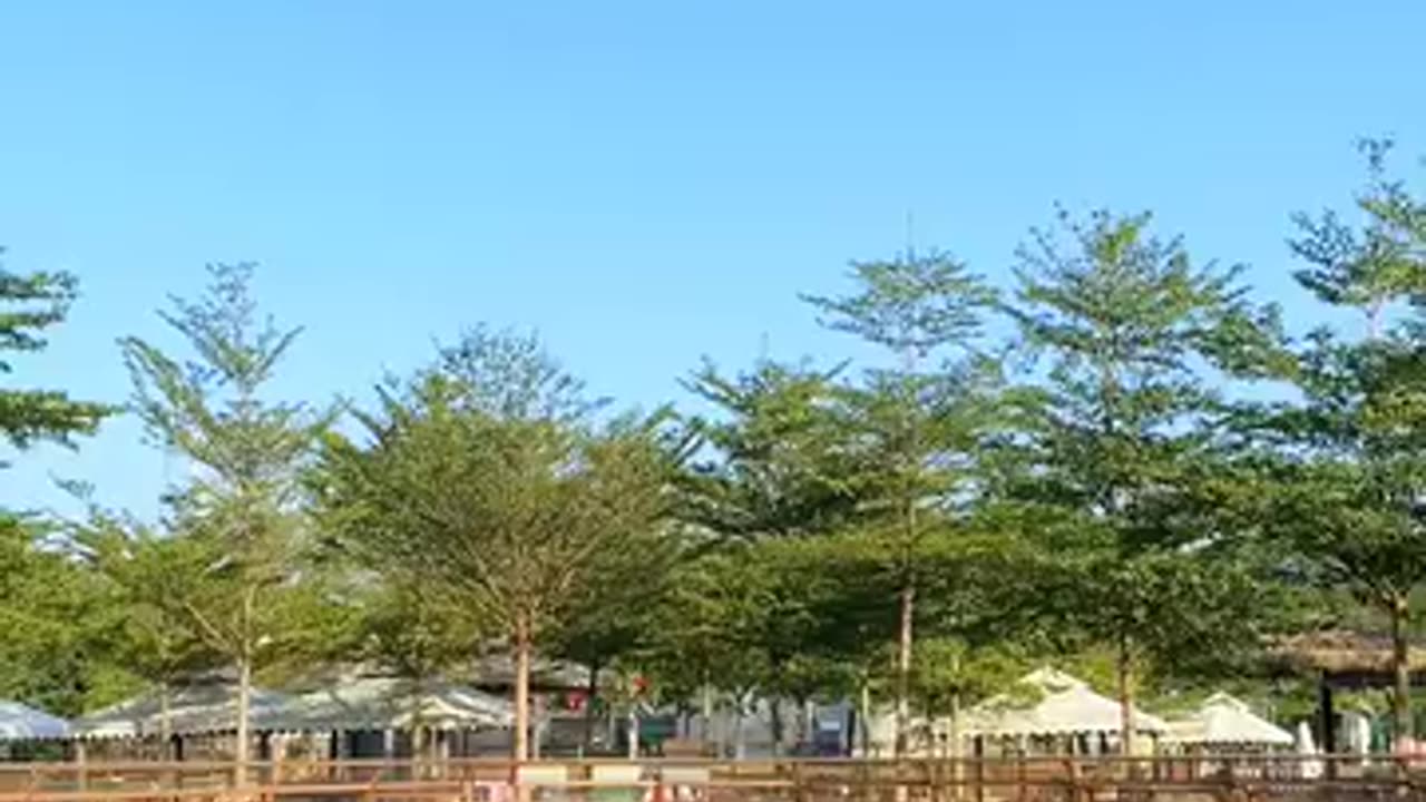 dogs having fun