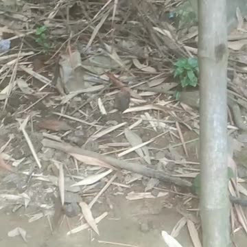 I was shocked to see the Cat