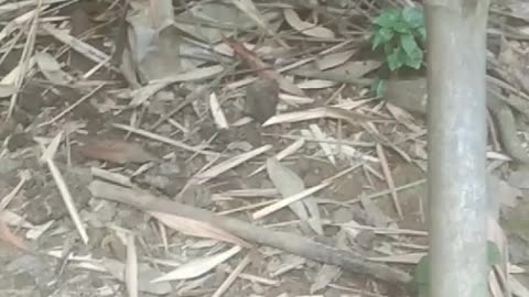 I was shocked to see the Cat