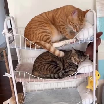 Bunk beds
