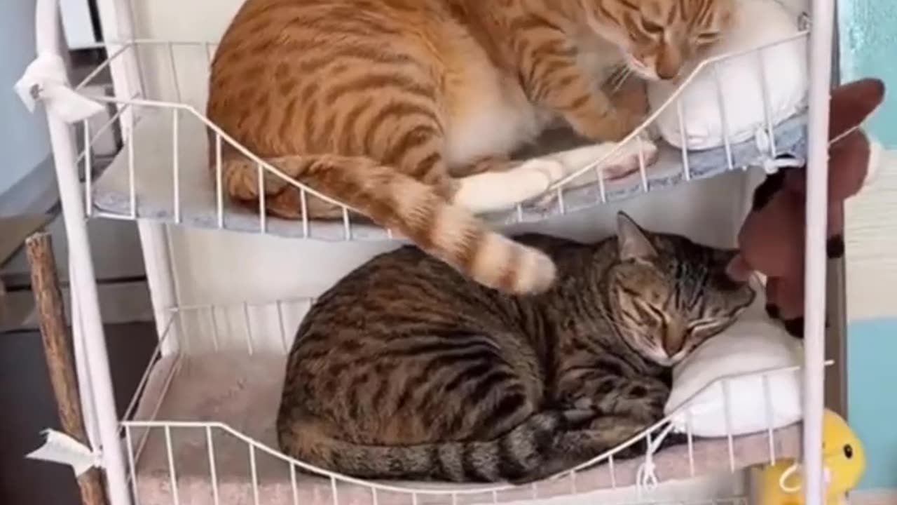 Bunk beds