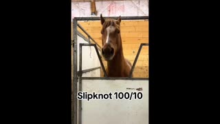 😂🐴 Wait For The Ending... Slipknot Horse | FunFM