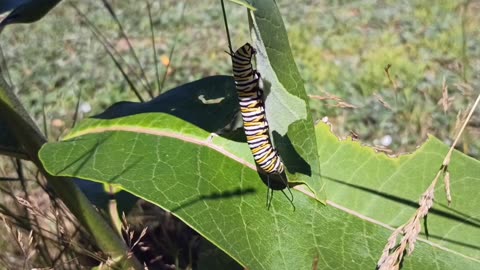 Monarch Butterfly Caterpillar