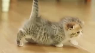 Cuteness Overload Kittens