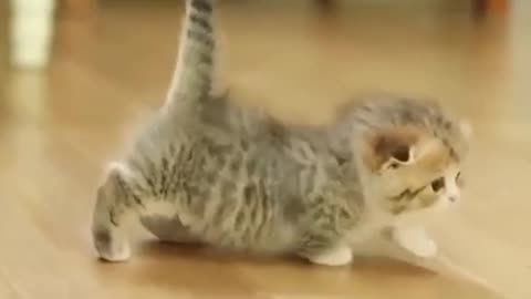 Cuteness Overload Kittens