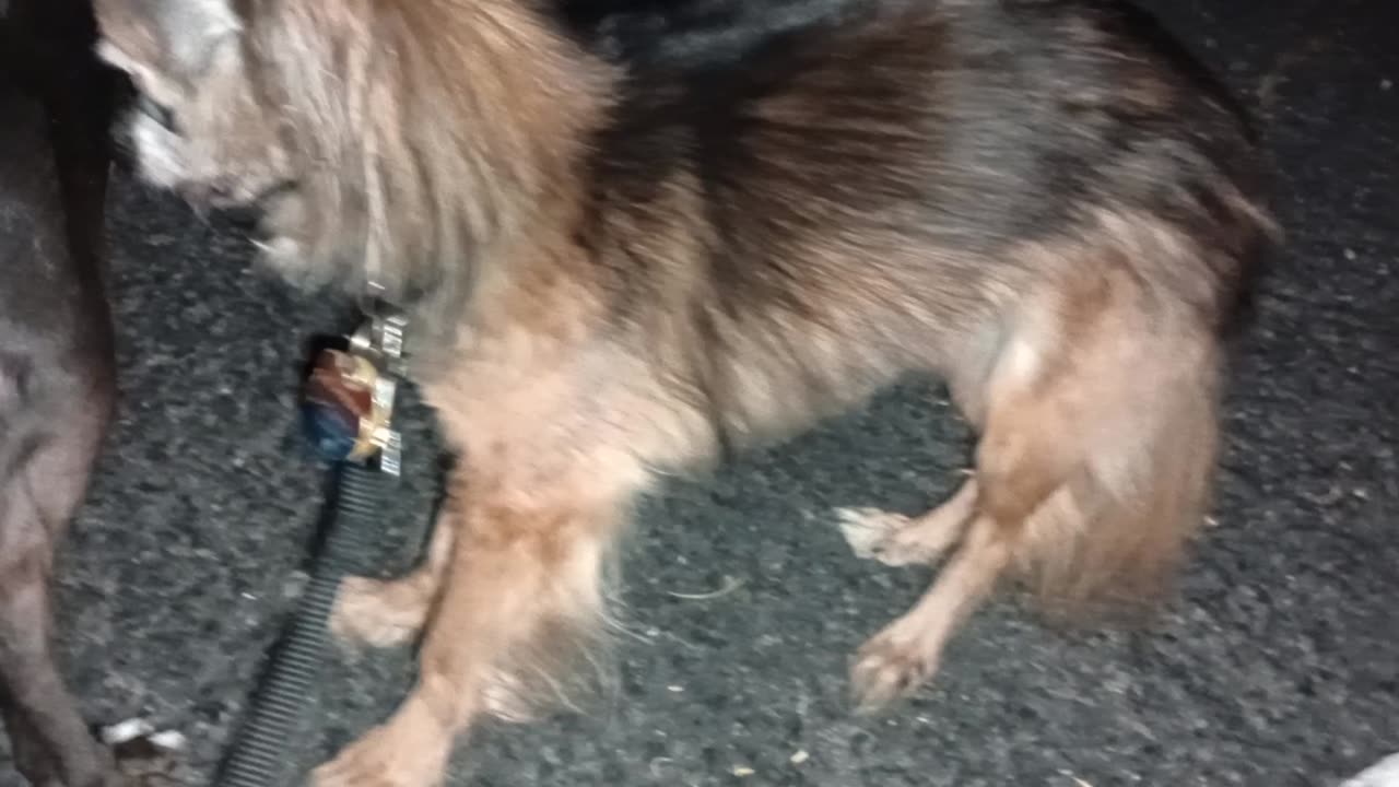 Villanova ChaCha Paco doggie walk midway stop I think Villanova looks forward 2 these walks202598776