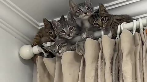 Kitten making nest above the curtain