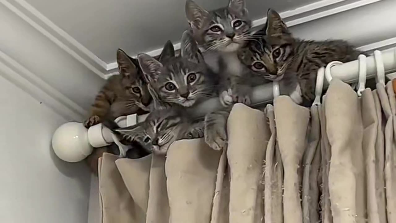Kitten making nest above the curtain