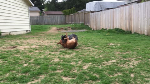 backyard wrastlin 3290843209842309843289705