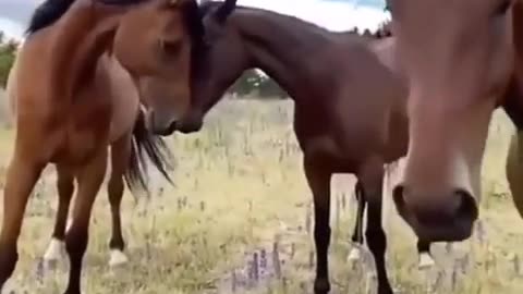 😂🤣 The Hilarious Joke Exchange is Too Funny! | FunFM