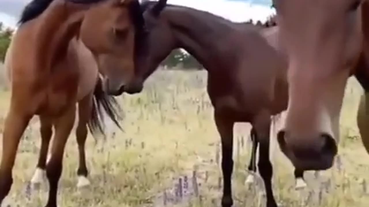 😂🤣 The Hilarious Joke Exchange is Too Funny! | FunFM