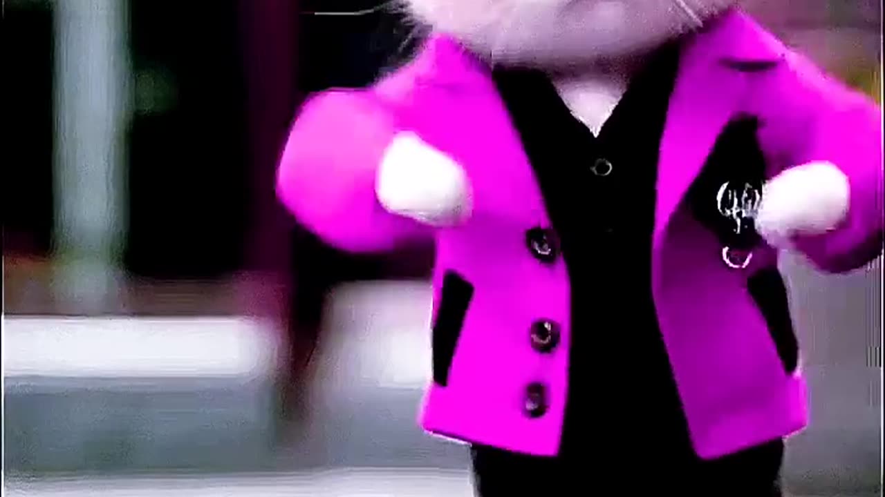 Dancing cat