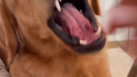 Littels Dog's Comedy Videos 🤣 so cute videos 😍 funny videos 🤣 Live Camera without camera 🤣
