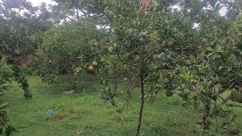 Grapefruit fruit and trees in my family's grapefruit garden_004_ Date 09.12