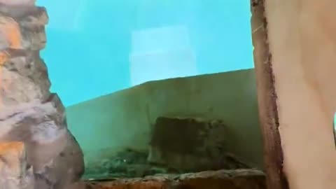 Imagine having an ancient Roman bath underneath your living room