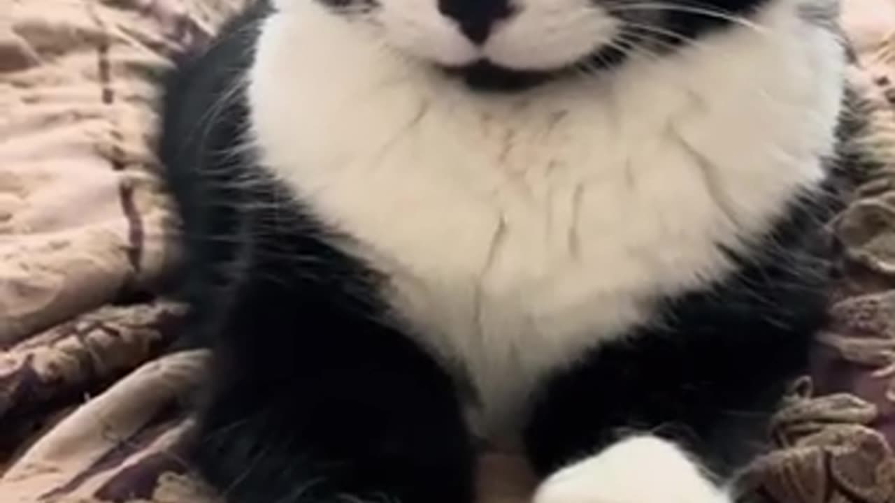 TRY NOT TO LAUGH 😆 Best Funny Videos Compilation 😂😁😆 Memes.