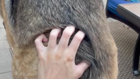 Dakota Is Good at Helping Me Pet Her