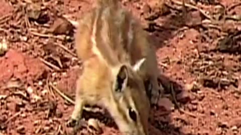 squirrel