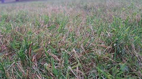 Passenger side of 2nd coat of plum crazy purple metallic paint on a 1974 Dodge service truck
